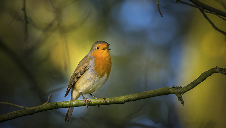 Как научиться петь у птиц? Часть 2. Практика.